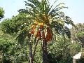 Canary Island Date Palm / Phoenix canariensis 